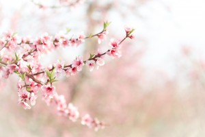 morning spring blossoms      